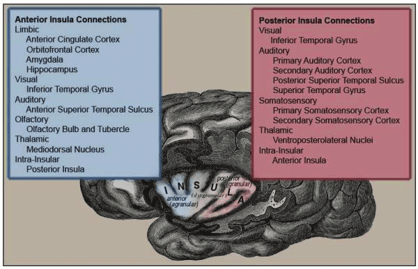 The insula: is it the source of our brain&#8217;s emotions?