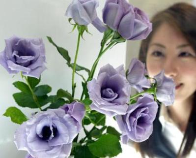 Японците изнесоха уникални сини рози