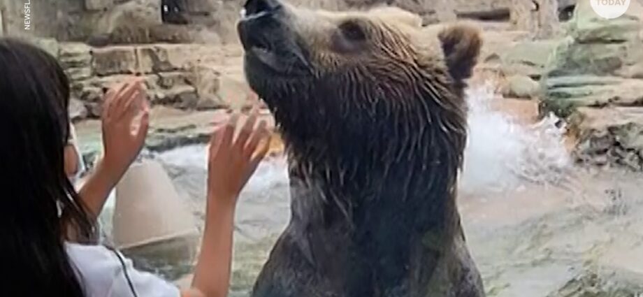 Малыш решил поиграть с медведем в зоопарке, и вот что произошло