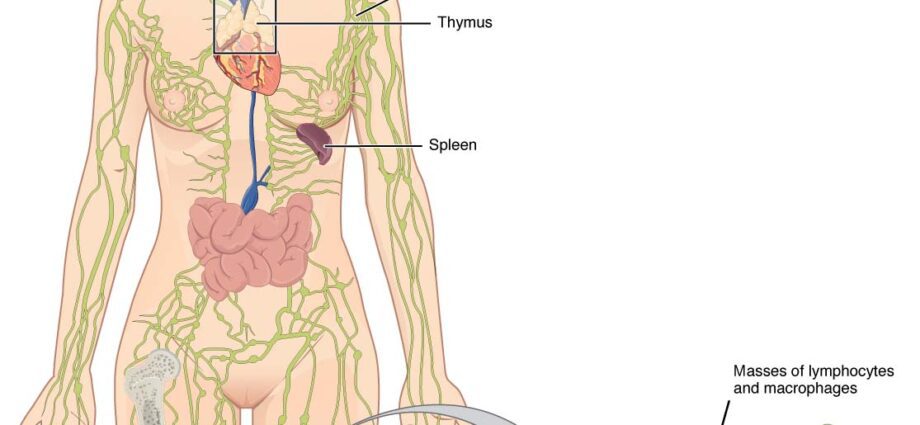 The lymphatic system: Organs, Ganglia, Vessels, Lymph