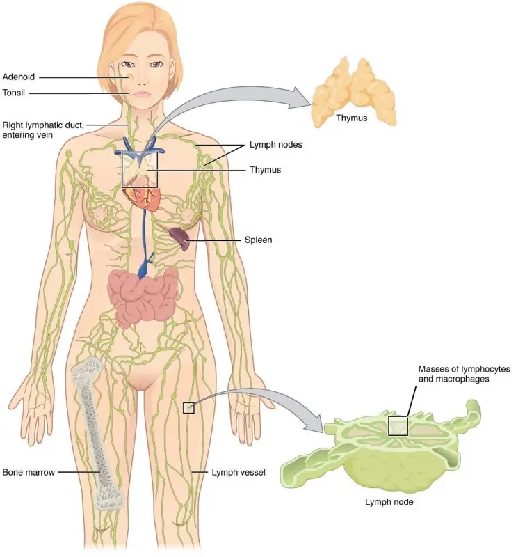 The lymphatic system: Organs, Ganglia, Vessels, Lymph