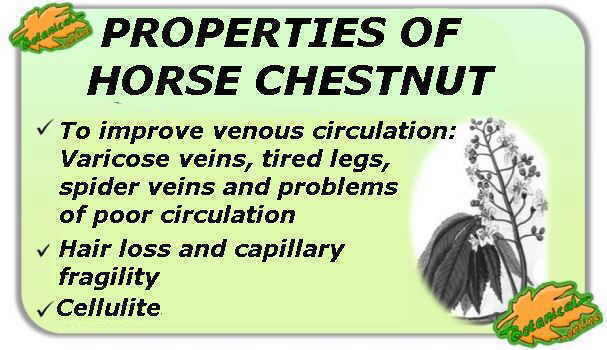 The medicinal properties of horse chestnut. Video