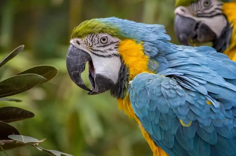 The most beautiful parrot: top 5