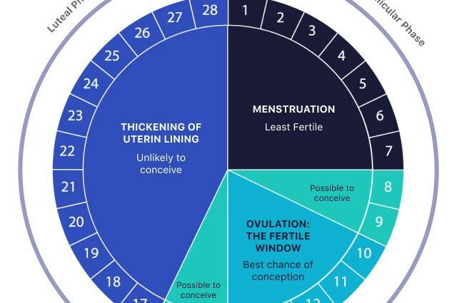 What are the most dangerous weeks of pregnancy