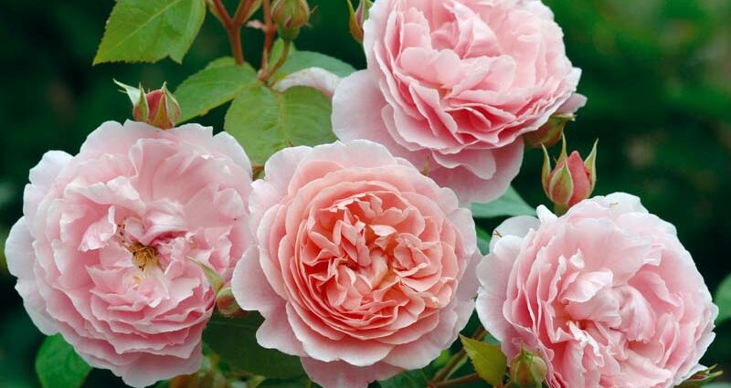 De mest populära växterna bland britterna: rosor och jordgubbar