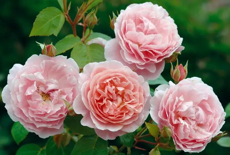 The most popular plants among the British: roses and strawberries