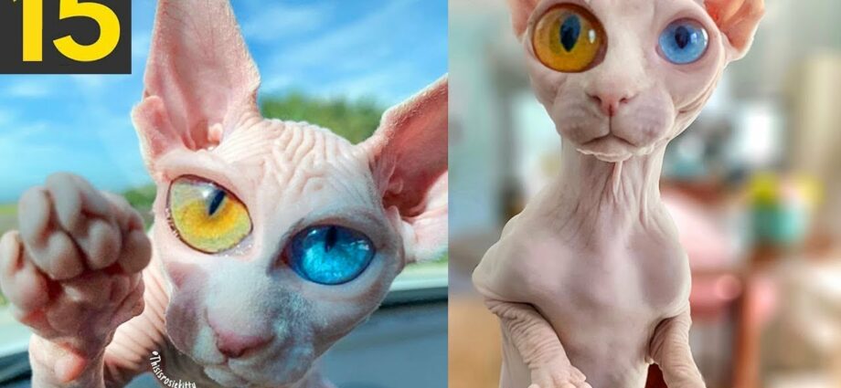 The most unusual cat breeds: 15 photos