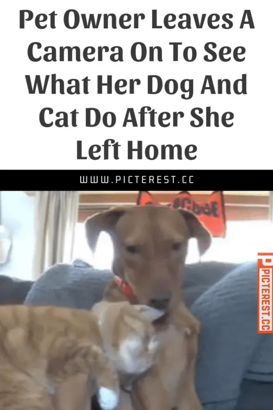 The owner left the dog, and she cried in the arms of the voloter