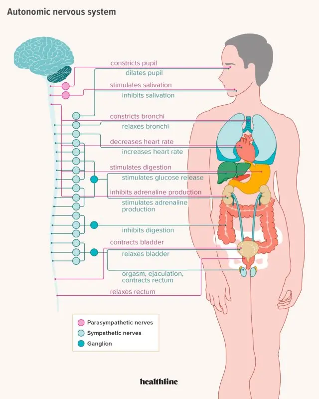 The parasympathetic nervous system: what is it?