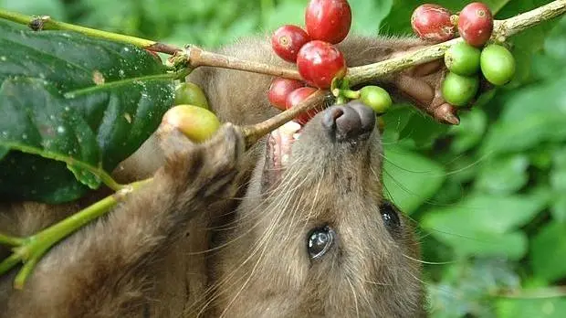 The peculiar origin of the most expensive coffee in the world