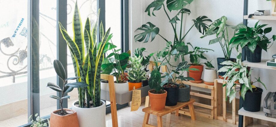 Rastliny vo vašom dome pre vás urobia viac, ako si myslíte