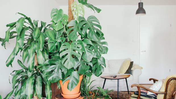 The plants in your house do more for you than you think