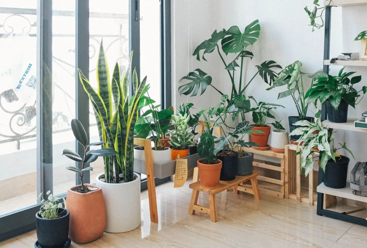 The plants in your house do more for you than you think