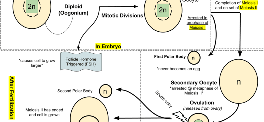 The production of the oocyte, or oogenesis, a key stage in ovulation