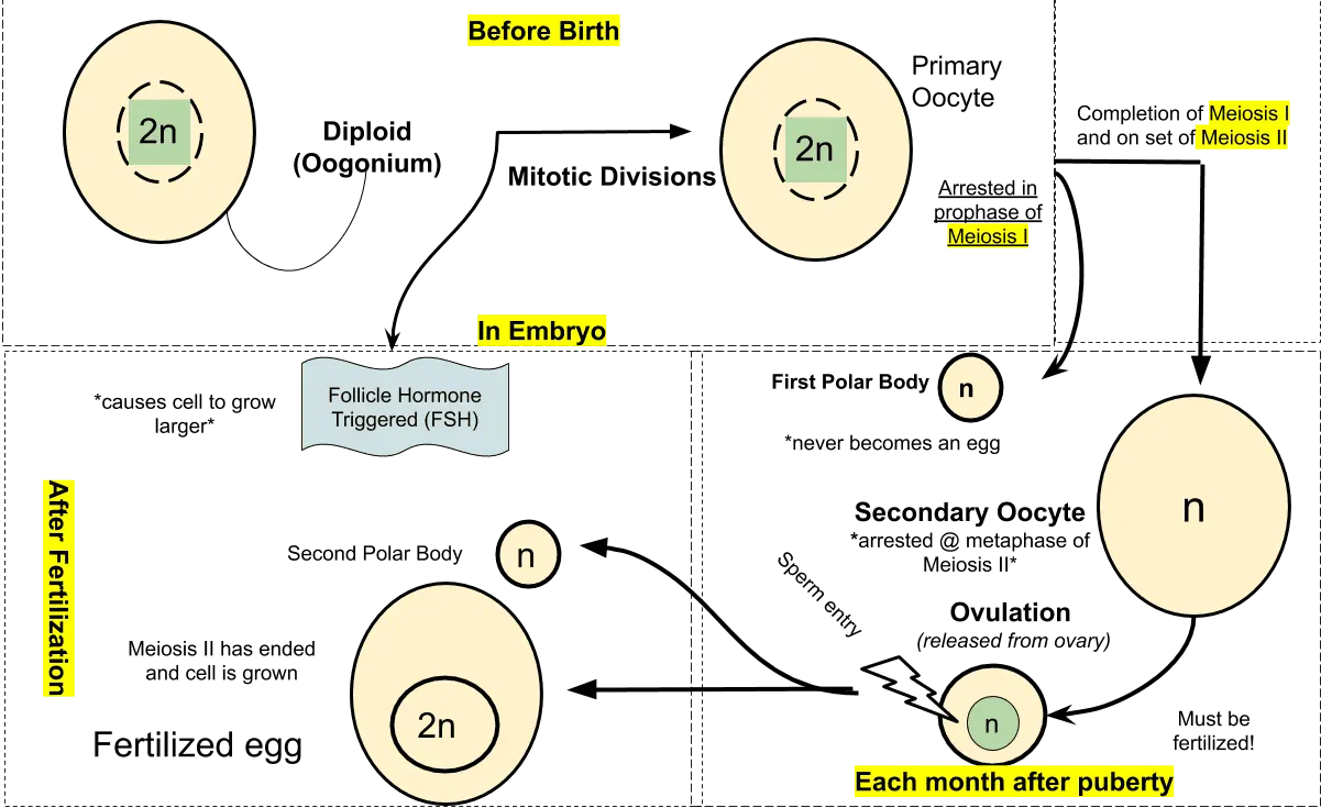 The production of the oocyte, or oogenesis, a key stage in ovulation