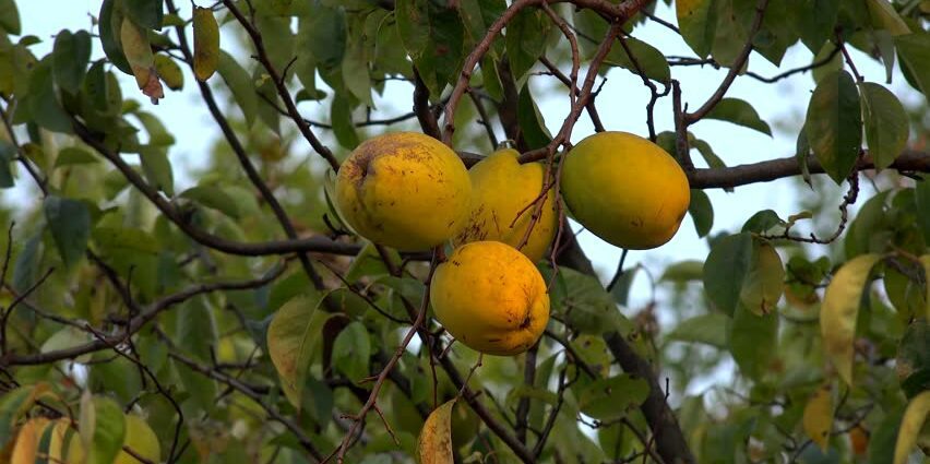 The properties of the Chinese quince. Video