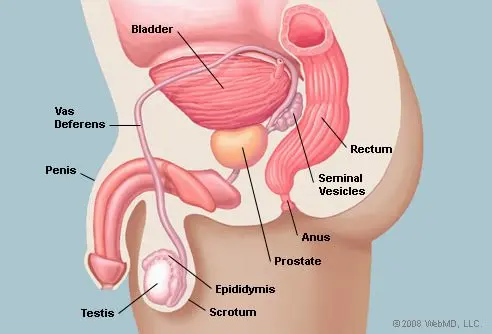 The prostate