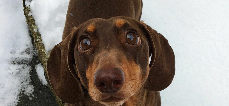 The puppy dislocated its tail from happiness that the family is sitting at home in quarantine