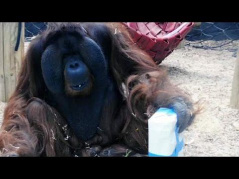 The reaction of an orangutan to a pregnant woman &#8211; video