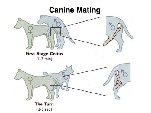Reprodukcija psa, od parenja do rođenja štenaca