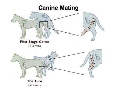 The reproduction of the dog, from the mating to the birth of the puppies