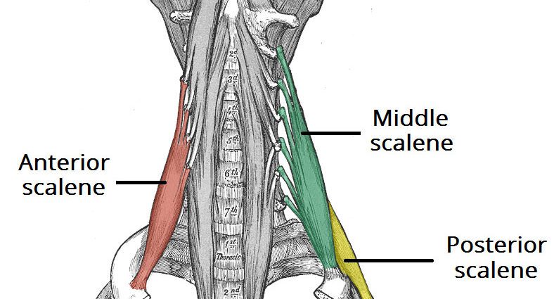 Le muscle scalène : tout sur ce muscle du cou