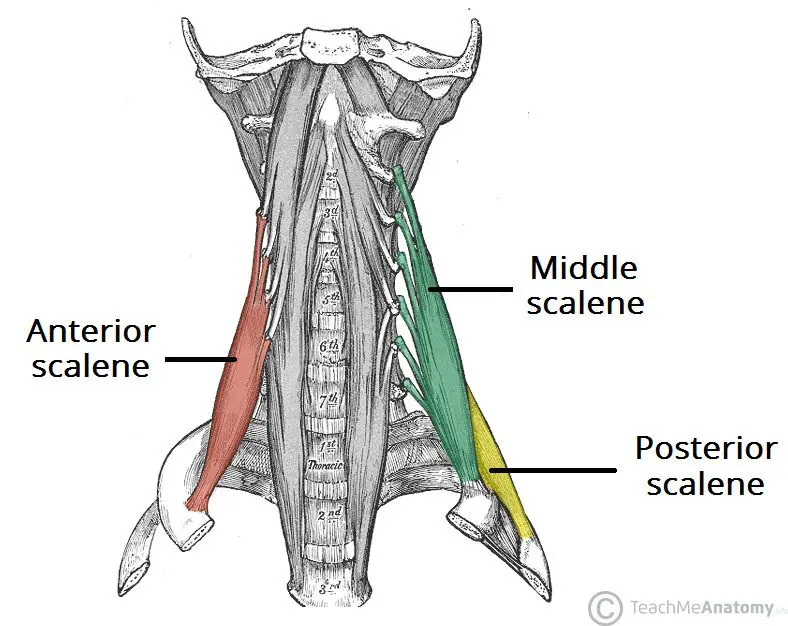 The scalene muscle: everything about this neck muscle