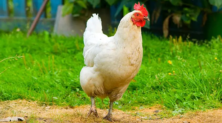 The stars that keep chickens, donkeys and pigs at home