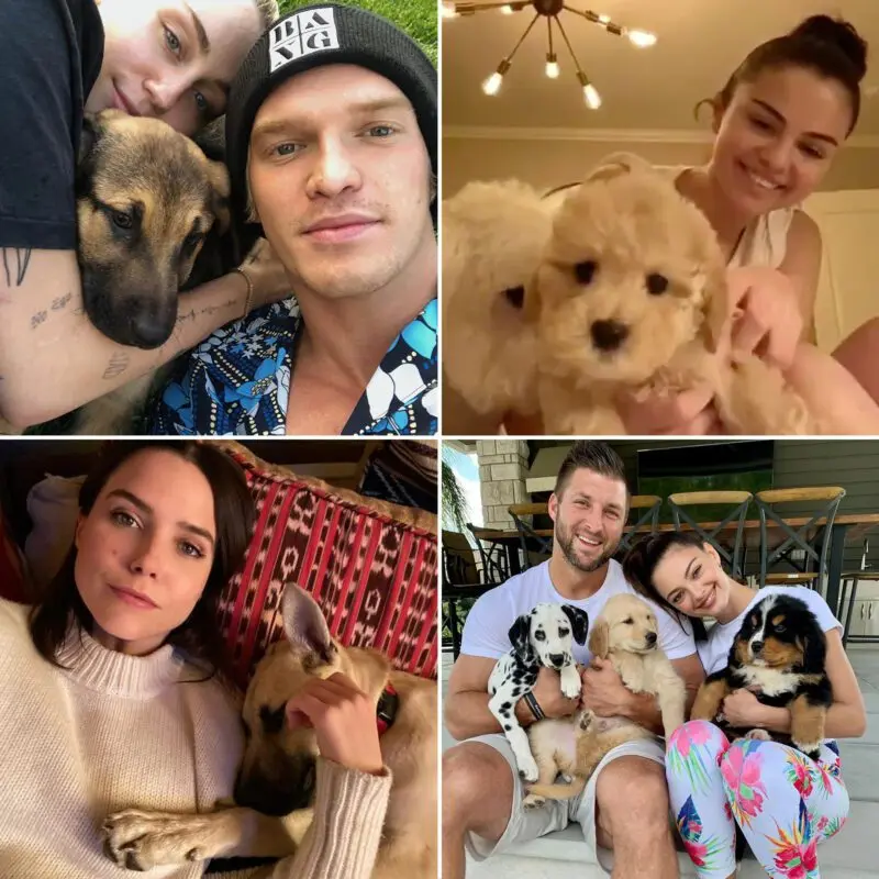 The stars who brought pets in quarantine: 23 cutest photos