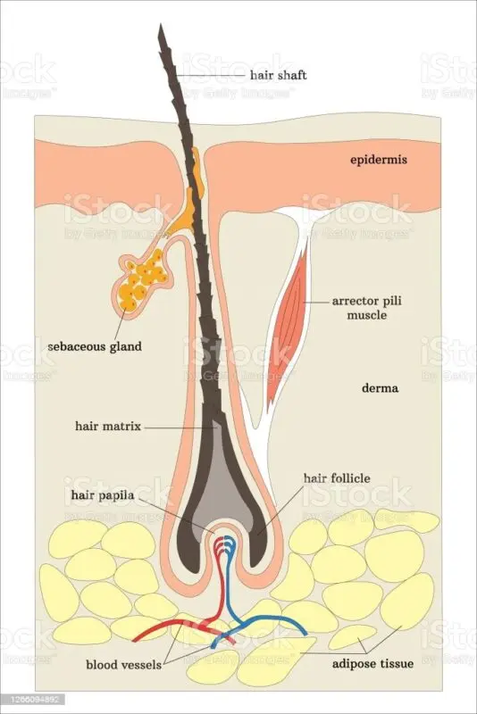 The structure and structure of human hair. Video