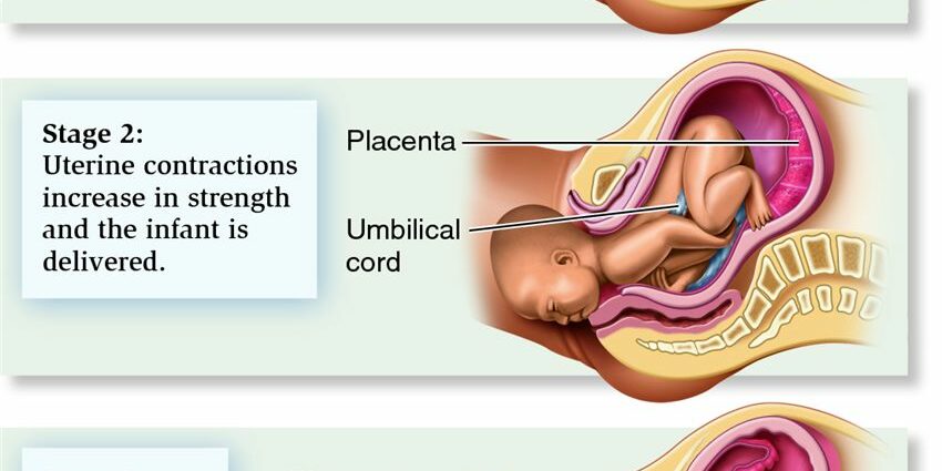 The three stages of childbirth