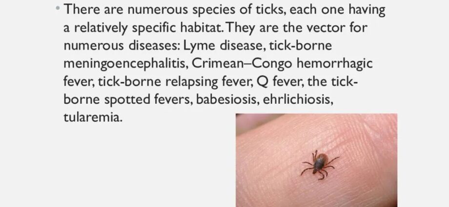 The tick is a carrier of diseases. Video