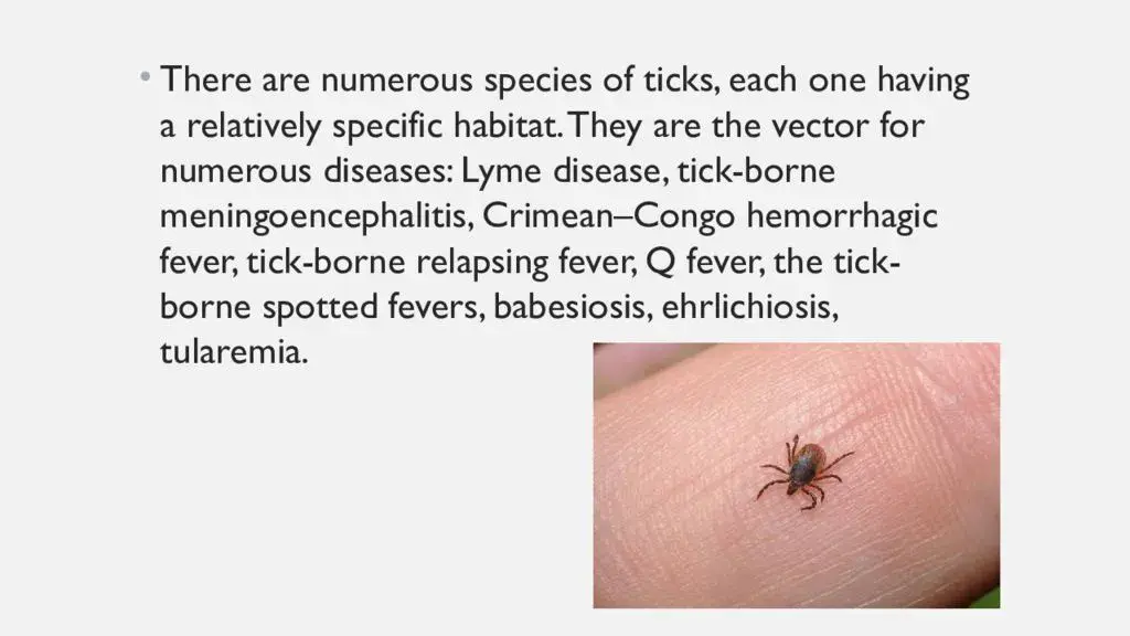 The tick is a carrier of diseases. Video