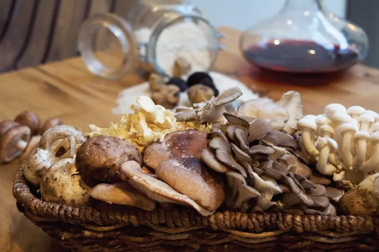 The time of mushrooms and truffles