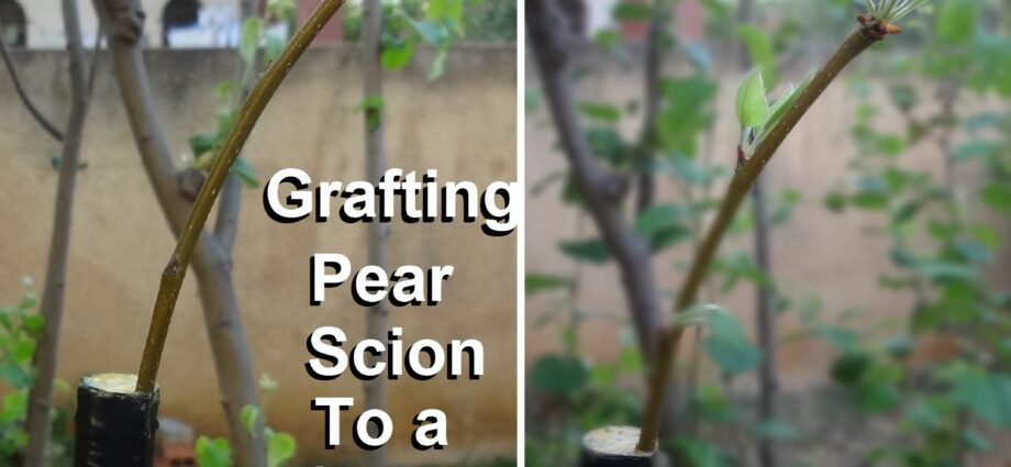 The timing of pear grafting on an apple tree