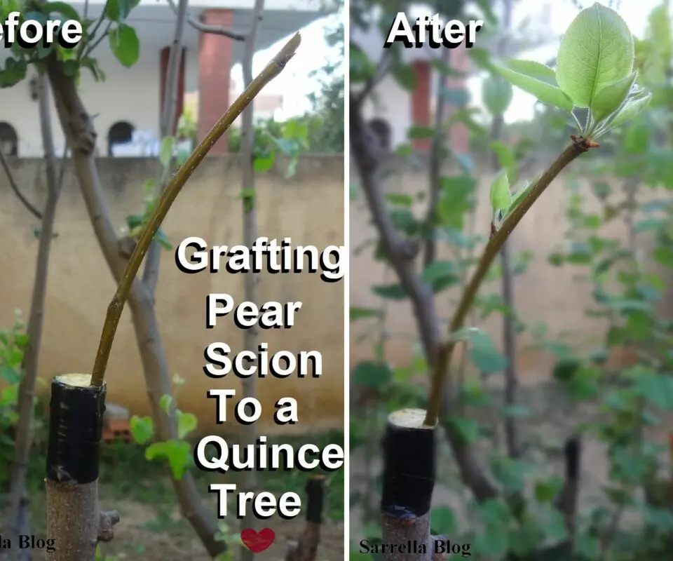 The timing of pear grafting on an apple tree