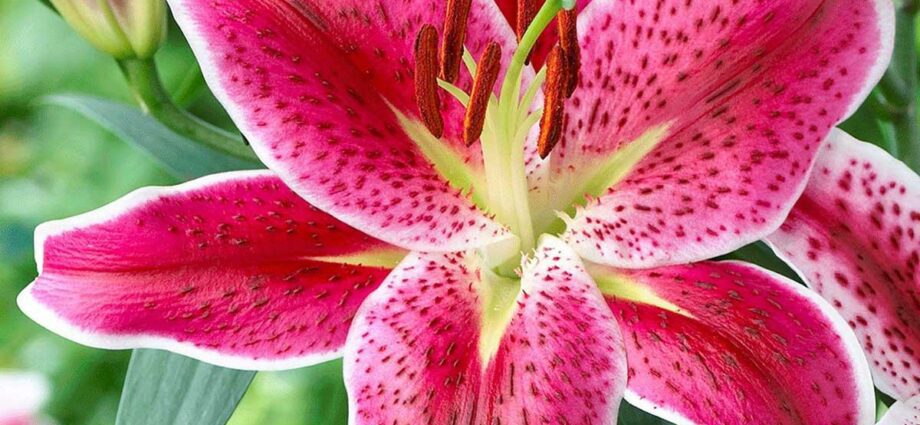 The timing of planting lilies in the ground in the fall