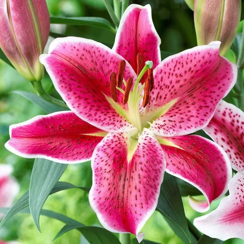 The timing of planting lilies in the ground in the fall