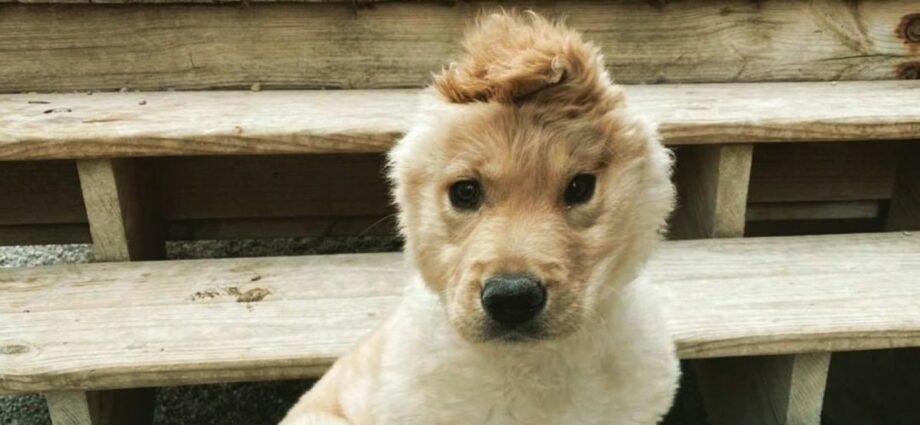 The unicorn puppy has become the star of the Internet