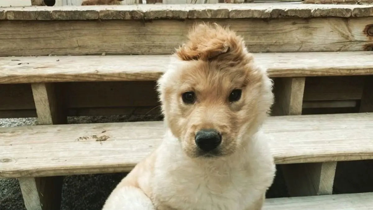 The unicorn puppy has become the star of the Internet