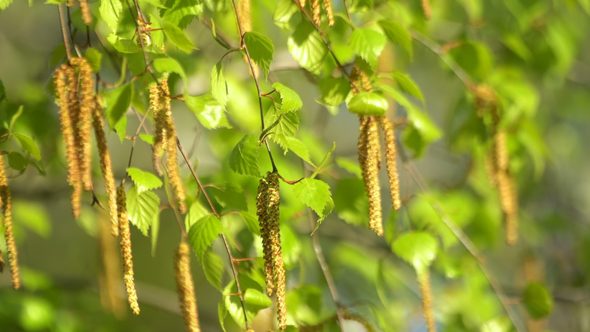 Ang paggamit sa birch buds. Video