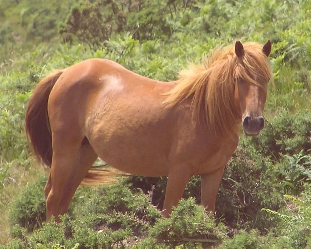 The use of horse sorrel in traditional medicine