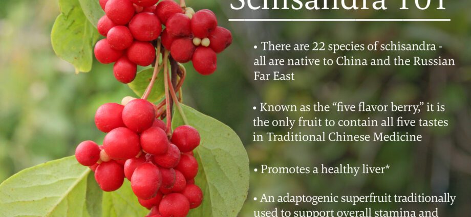 The use of schisandra chinensis in medicine. Video