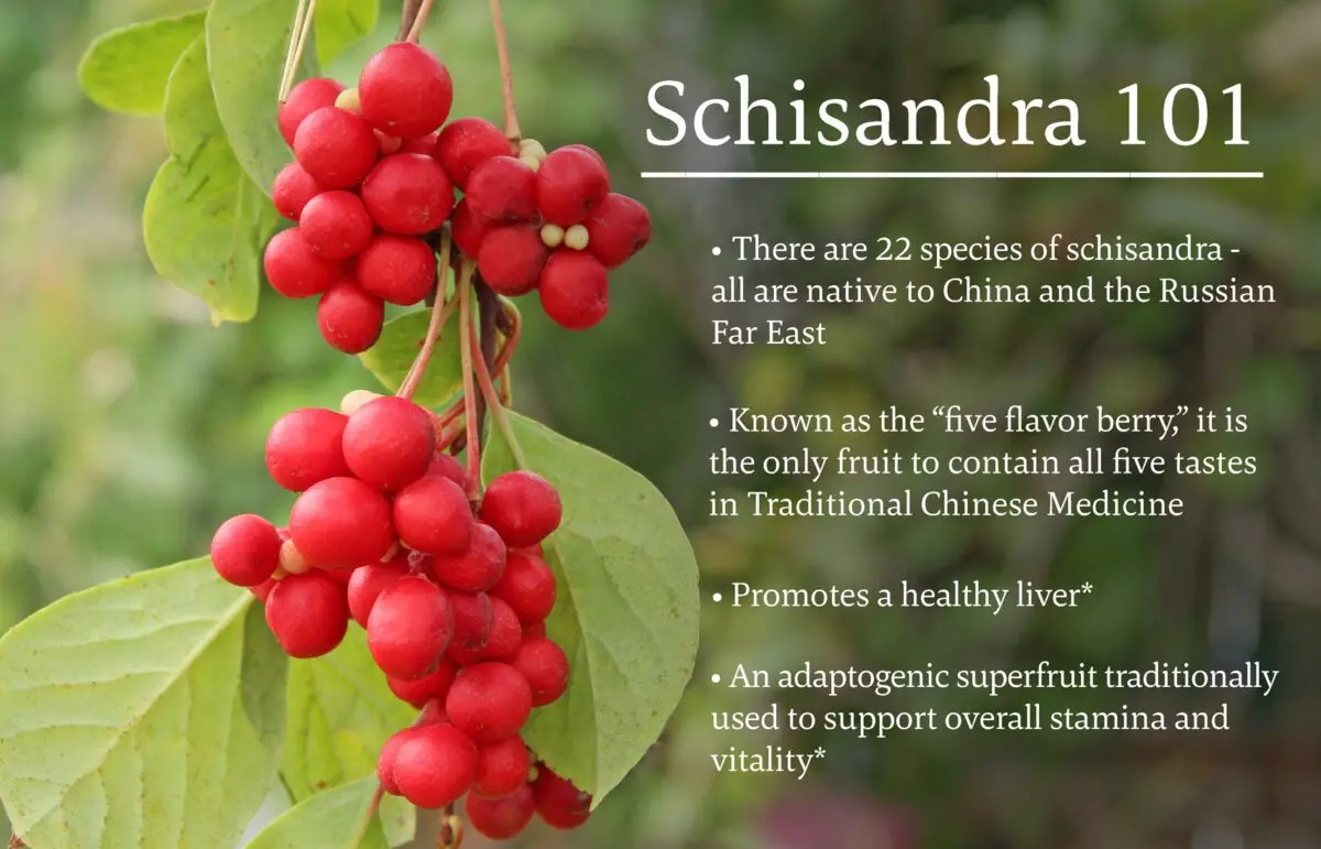 The use of schisandra chinensis in medicine. Video