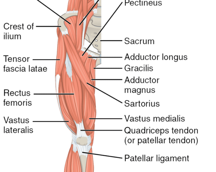 Musculo cuadrado lumbar