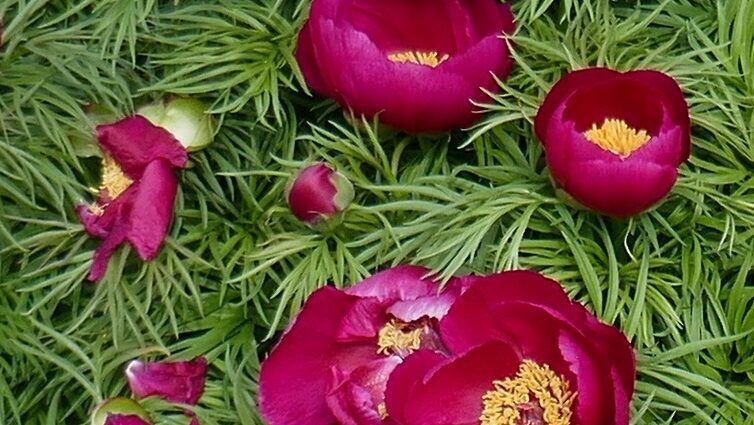 Thin-leaved peony: description, planting and care