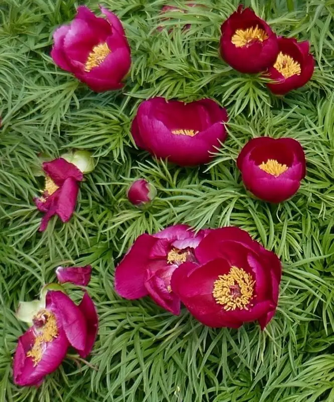 Thin-leaved peony: description, planting and care