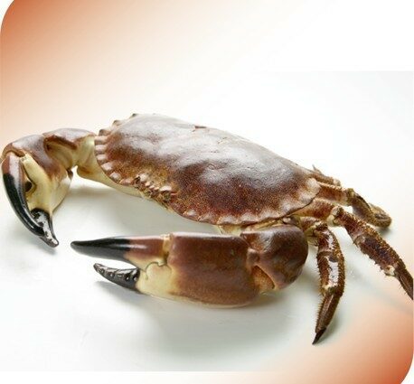 This crab is worth 41.600 euros, it is the most expensive in the world