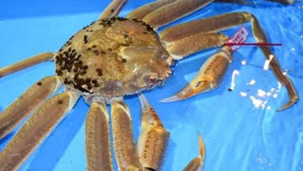 This crab is worth 41.600 euros, it is the most expensive in the world