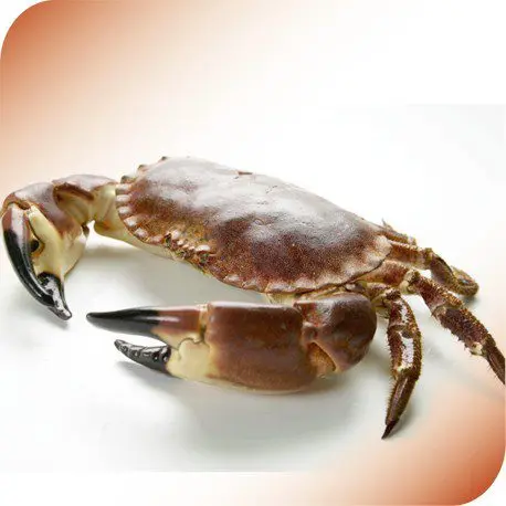 This crab is worth 41.600 euros, it is the most expensive in the world